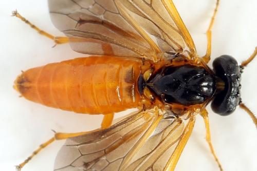 Priophorus grandis