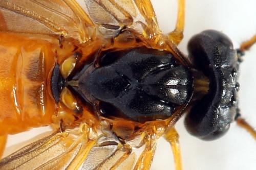 Priophorus grandis