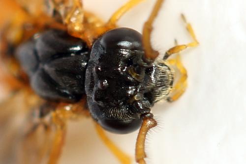 Priophorus grandis