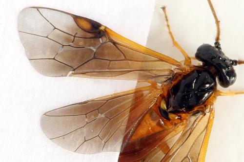 Priophorus grandis
