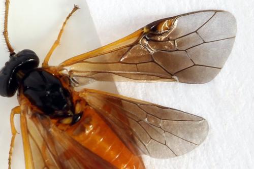 Priophorus grandis