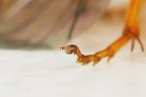 Priophorus grandis