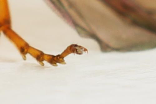 Priophorus grandis