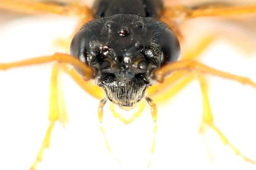 Priophorus grandis