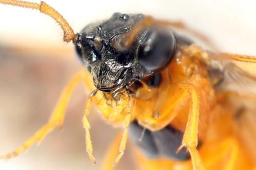 Priophorus grandis