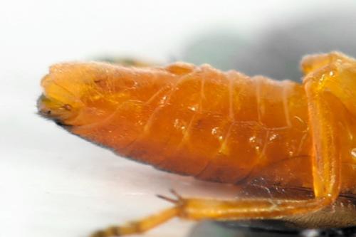 Priophorus grandis
