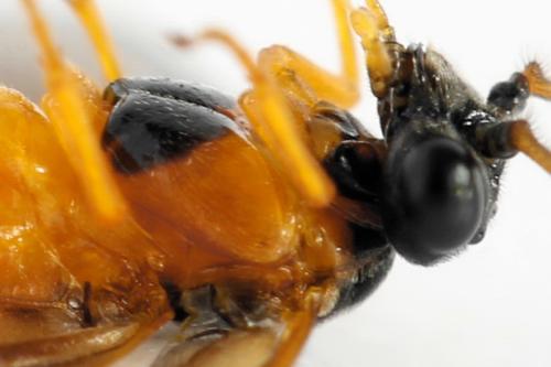 Priophorus grandis
