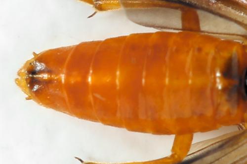 Priophorus grandis