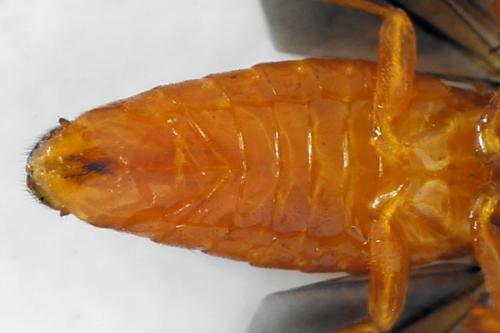 Priophorus grandis