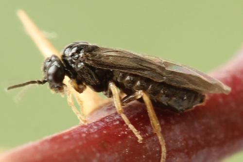 Réf. 320 752 : Fenusa ewaldi