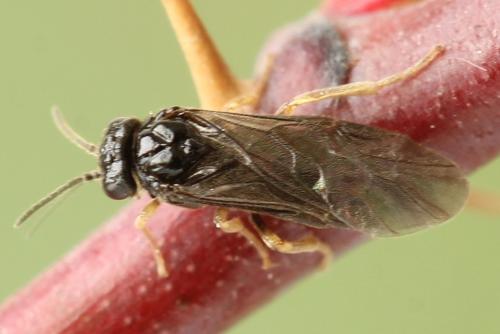 Réf. 320 753 : Fenusa ewaldi