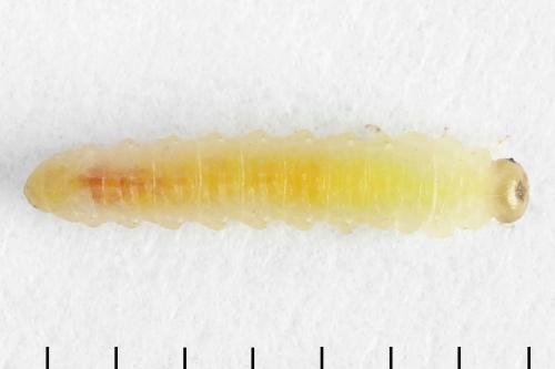 Euura saliciscinereae