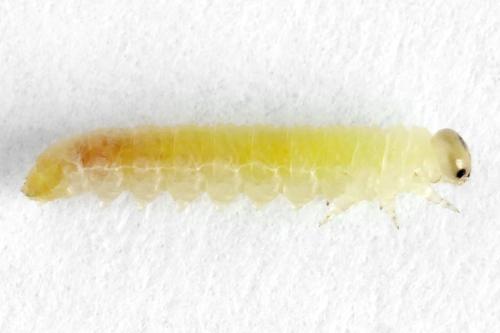 Euura saliciscinereae