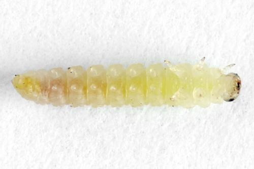 Euura saliciscinereae