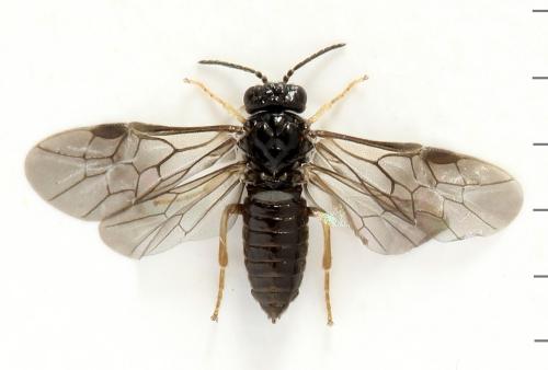 Réf. 320 754 : Fenusa ewaldi