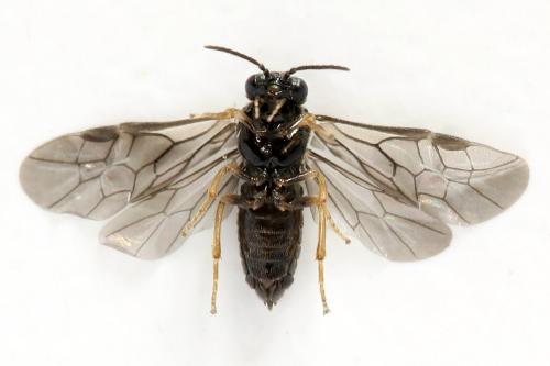 Fenusa ewaldi