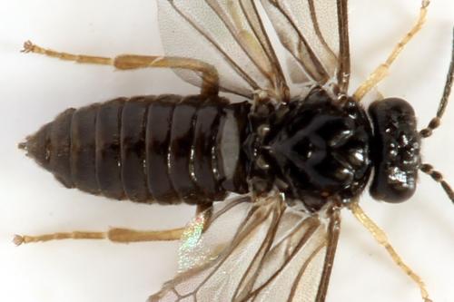 Fenusa ewaldi