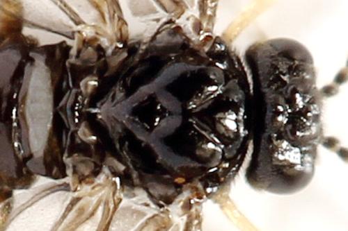 Fenusa ewaldi