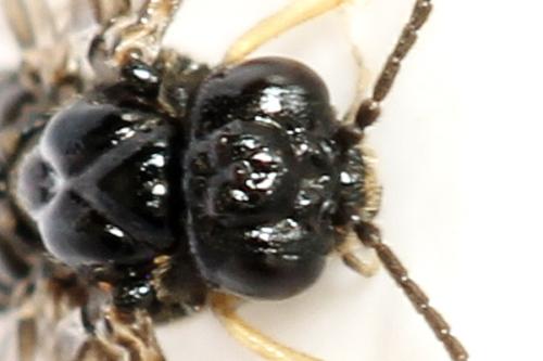 Fenusa ewaldi