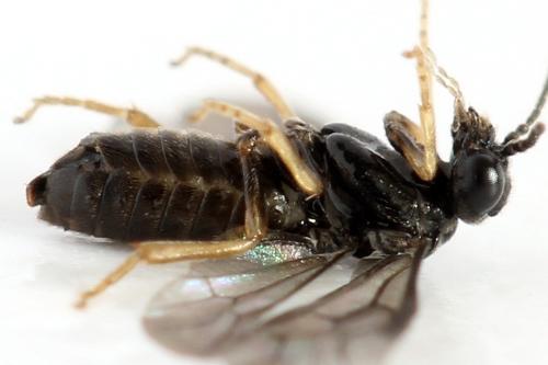 Fenusa ewaldi