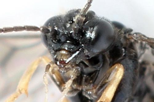 Fenusa ewaldi