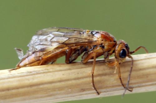 Réf. 320 235 : Tenthredopsis nassata