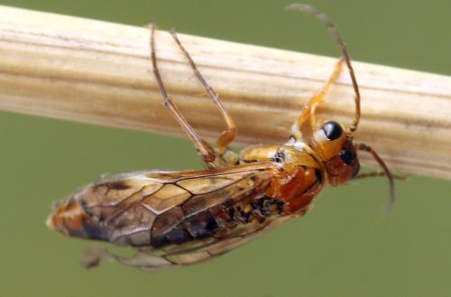 Tenthredopsis nassata