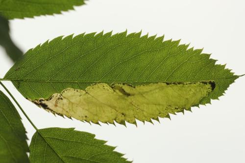Fenusa ewaldi