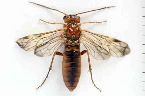 Réf. 320 237 : Tenthredopsis nassata