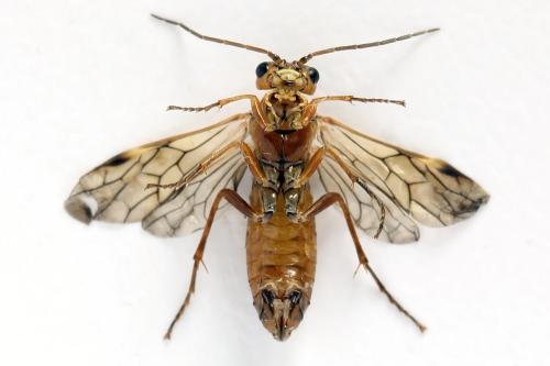 Tenthredopsis nassata