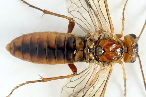 Réf. 320 240 : Tenthredopsis nassata