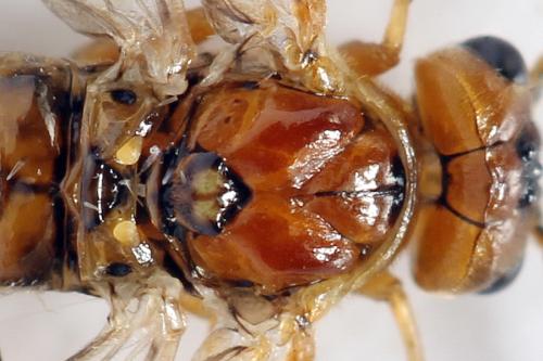 Tenthredopsis nassata