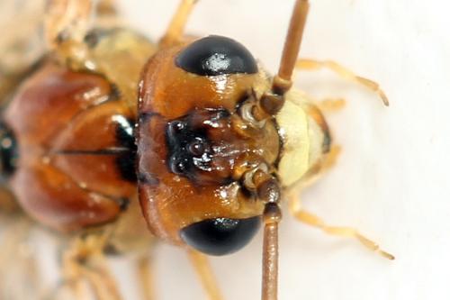 Réf. 320 242 : Tenthredopsis nassata