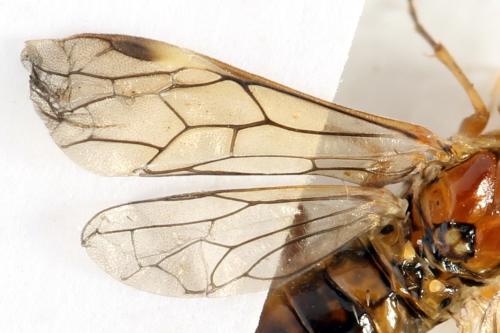 Réf. 320 243 : Tenthredopsis nassata