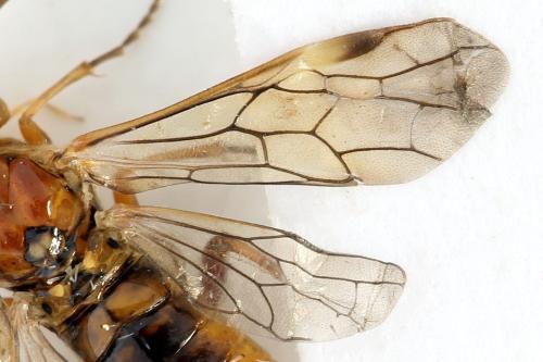 Tenthredopsis nassata