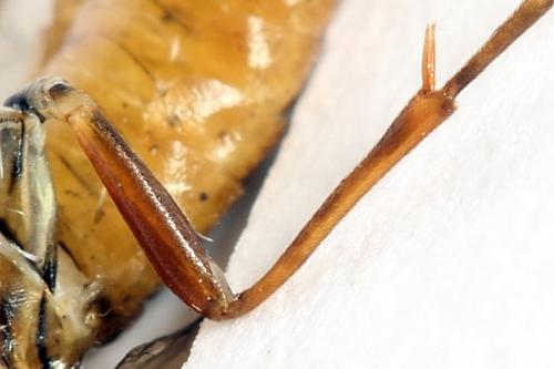 Tenthredopsis nassata