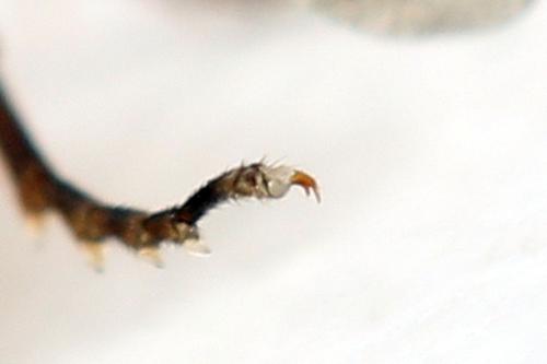 Tenthredopsis nassata