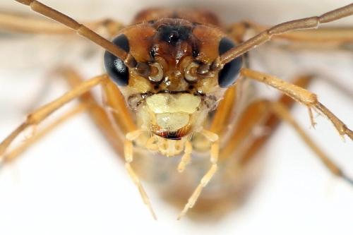 Tenthredopsis nassata