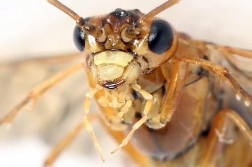 Réf. 320 249 : Tenthredopsis nassata