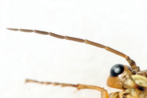 Tenthredopsis nassata