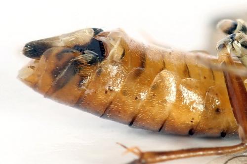Réf. 320 251 : Tenthredopsis nassata