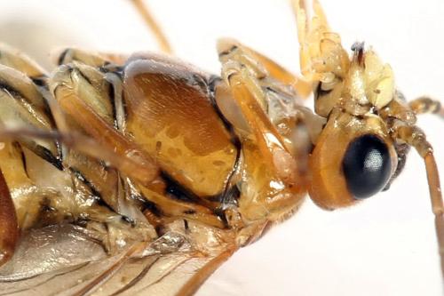 Réf. 320 252 : Tenthredopsis nassata