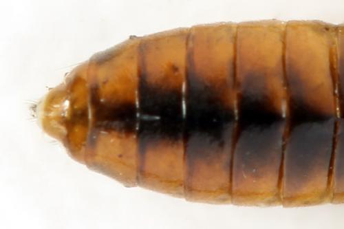 Réf. 320 253 : Tenthredopsis nassata