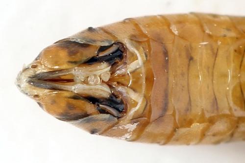 Réf. 320 254 : Tenthredopsis nassata