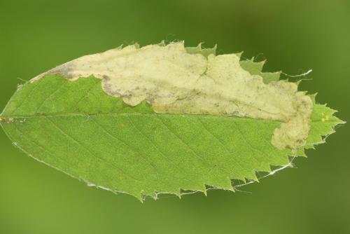 Fenusa ewaldi