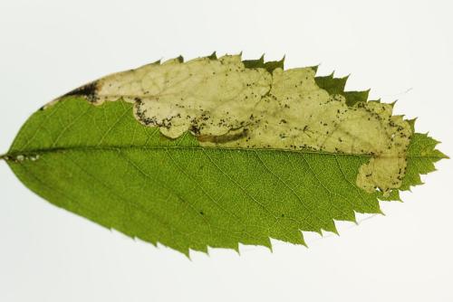 Fenusa ewaldi