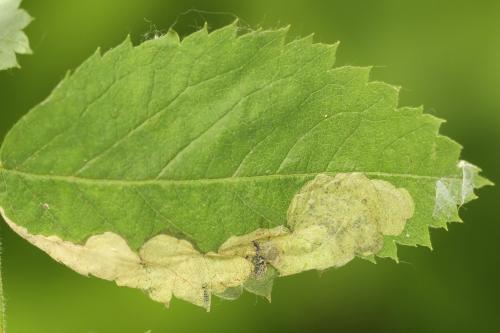Fenusa ewaldi