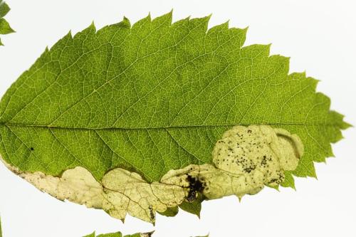 Fenusa ewaldi