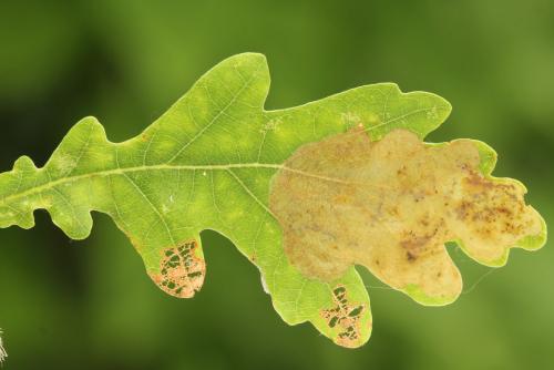 Profenusa pygmaea