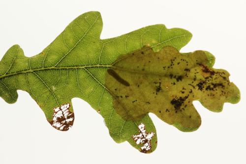 Profenusa pygmaea